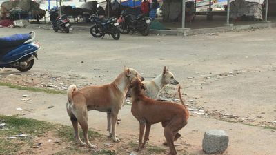 Stray dog menace on the rise in Kollam city