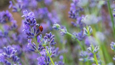 How to combat lavender pests and problems – to keep these aromatic plants thriving