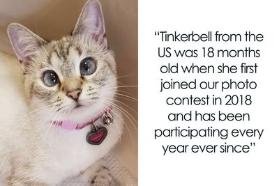 Here Are Some Heartwarming Stories Of Felines Who Have Entered Our “LoveCATS” Photo Contest