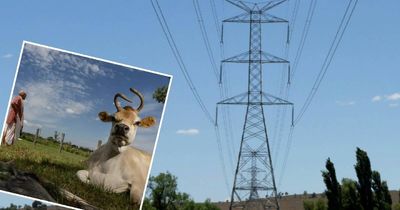 Holy cow! Revised Hunter Transmission Project route reduces community impacts