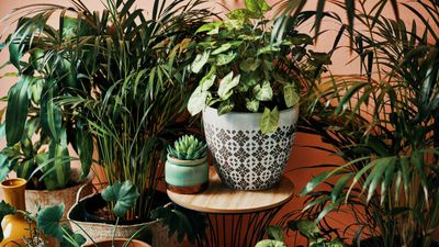 How to make indoor plant leaves shiny, according to green-thumbed experts
