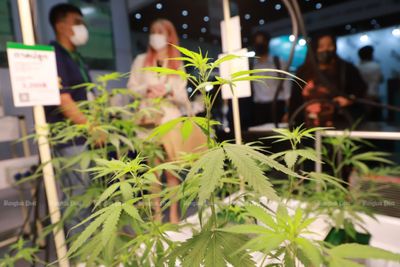 PM: Cannabis to be relisted as a narcotic by year-end