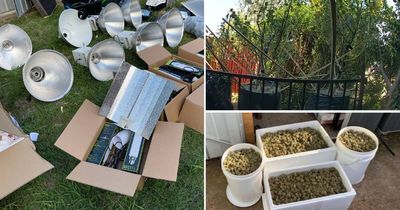 Police bust bumper crop of cannabis in Tuggeranong