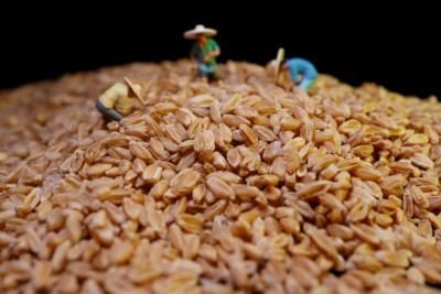 China Approves First Gene-Edited Wheat, Expanding GM Technology