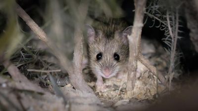 Endangered mouse returns after almost half a century