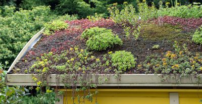 ‘What I wish I had known before installing a green roof’ reveals a garden expert