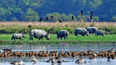 Polling stations constructed in wildlife sanctuary: NGT seeks Assam govt’s reply
