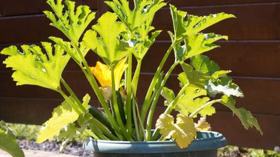 How to grow zucchini in containers – 6 expert steps for successful harvests from pots