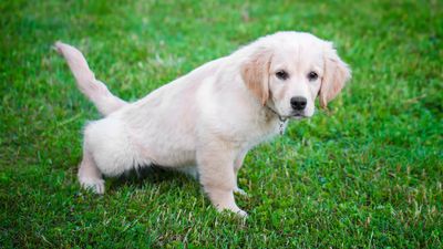Here’s one surprising thing to consider when it comes to potty training your pup