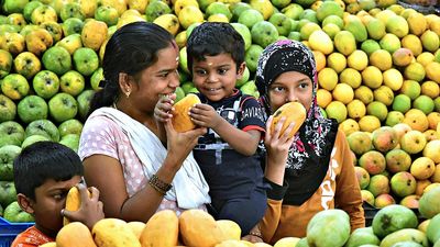 Three-week Mango Mela in Lalbagh in Bengaluru from May 23