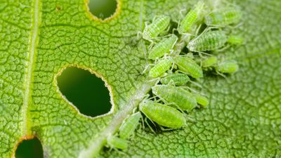 7 natural aphid deterrents to prevent infestation in your yard