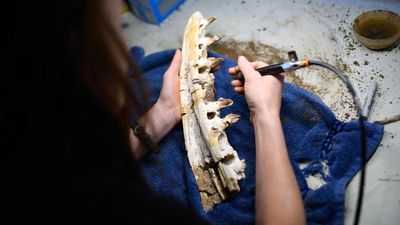 U.S. restorationist solves 60-million-year-old dinosaur fossil 'puzzles'