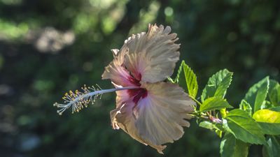 Is it necessary to deadhead hibiscus flowers? Gardening experts share hibiscus growing secrets