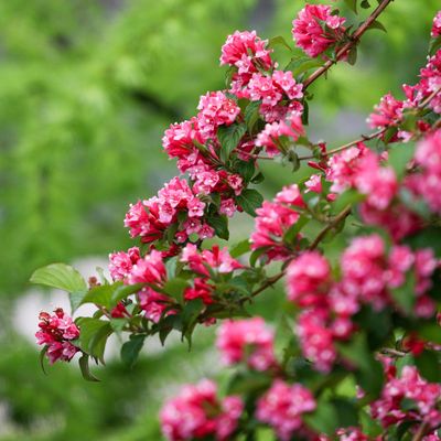 This is when to prune your weigela plant so it bears even more flowers next year - you'll need to act fast