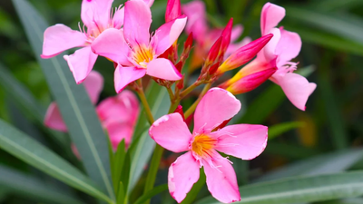 TDB, MDB to keep oleander off most rituals in temples