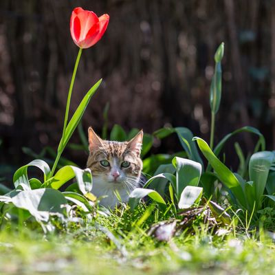 Cats pooping in your garden? The ‘scaredy cat’ plant could be the answer to all of your problems