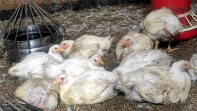Poultry farmers face unprecedented crisis due to scorching heat and high production cost