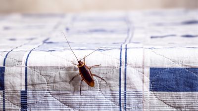 The three household cockroach facts you can harness for better pest control