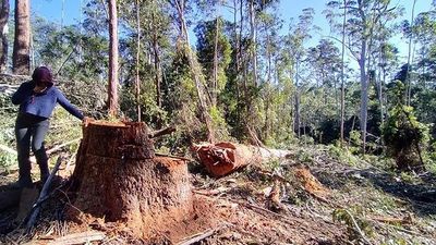 Forestry Corp admissions ward off criminal trial