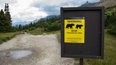 Tourists chase, pet, and pester bears, until they've had enough