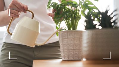 Is pasta water good for plants? Horticulture experts reveal the truth behind the 'sustainable hack'