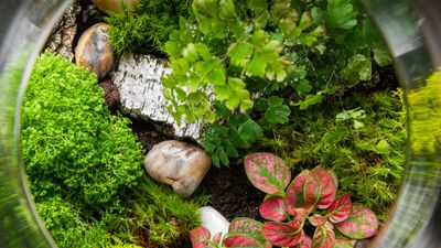 How to grow moss indoors – 3 ways to use this air purifying plant in your home