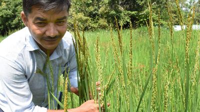 This conservator of agricultural diversity has saved many rice varieties from the brink of extinction