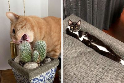“That’s Just Not Right”: 50 Times Cats Were Acting So Weird, Owners Just Had To Take A Pic (New Pics)