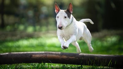 Trainer reveals the secret to having more fun with your dog on walks —and we can't wait to try it out!