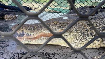 Huge croc captured but not the one rangers targeted
