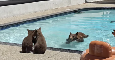 Watch the cutest bear cub home invasion video you’re likely to see this year