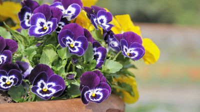 What is the best fertilizer for flowers in pots? Expert tips for the best display from plants in containers
