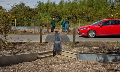 Adder girl! Tunnels aim to encourage British snakes to mix and breed