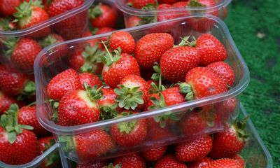 Juice: Wimbledon tennis fans may savour bigger strawberries after wet weather