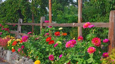 These are the secrets to zinnia success – discover how to keep them blooming well into the fall