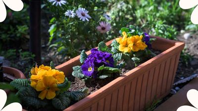 Here's what to do with primroses after flowering to encourage even more beautiful blooms next year