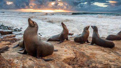 Over a dozen tourists mob sea lion colony for photos in La Jolla, California – the sea lions don't appreciate it