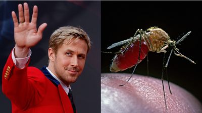 Ryan Gosling has the correct answer to Colbert's question about the scariest animal