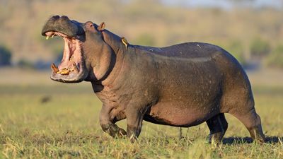 Is hippo milk really pink?