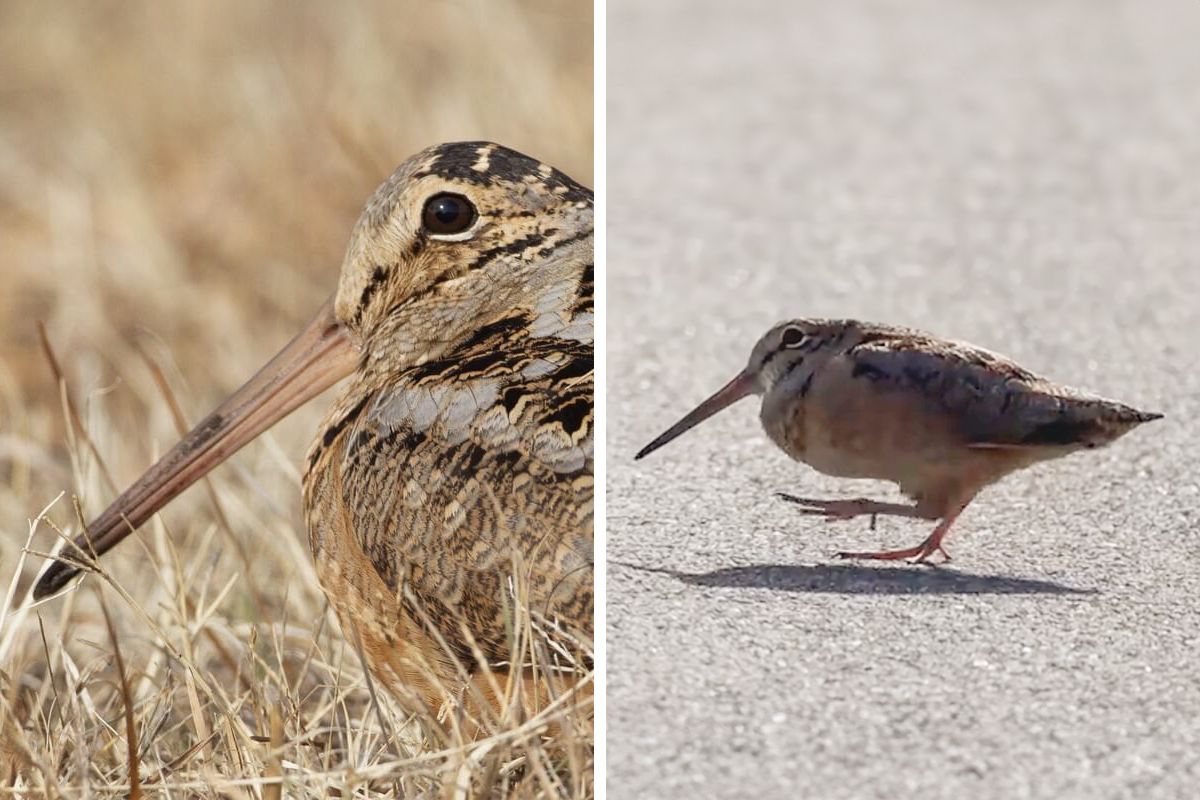 American Woodcock Becomes Internet’s Favorite With Its…