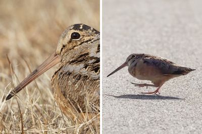 American Woodcock Becomes Internet’s Favorite With Its Weird Way Of Walking