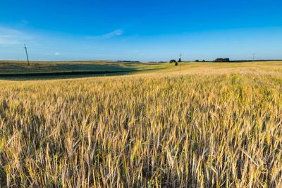 European Commodities: Wheat Continues Its Uptrend, But Could Be Ripe for a Pullback