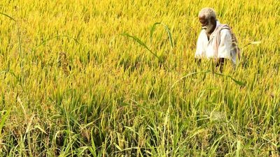 Farmers’ issues fail to make poll plank yet again in Andhra Pradesh