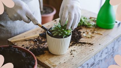 How to repot a houseplant: A foolproof method for giving your beloved plant a new lease of life