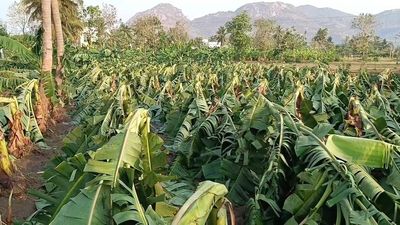 Rain brings respite from heat in Vellore, nearby districts