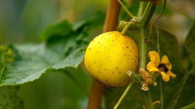 How to grow lemon cucumbers – and bring extra color to your salad bowl