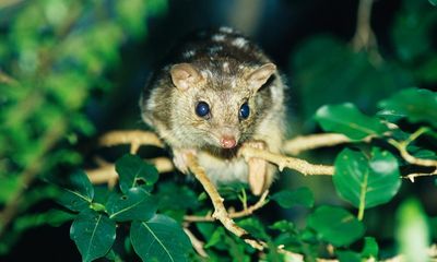 ‘Only hope we’ve got’: the audacious plan to genetically engineer Australia’s endangered northern quoll