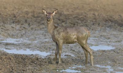 Country diary: A springtime mudbath for this herd of deer
