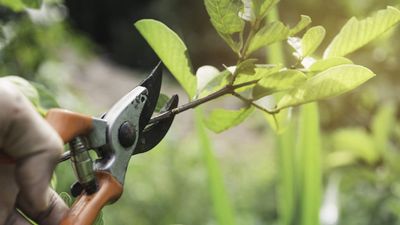 What not to prune in spring – 10 plants to keep the pruners away from until summer