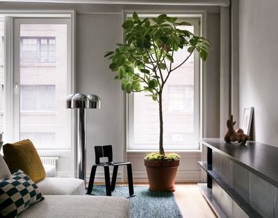 This Trick Makes Your Houseplants Look so Much Fuller and More Dramatic (With Less Soil on Show!)